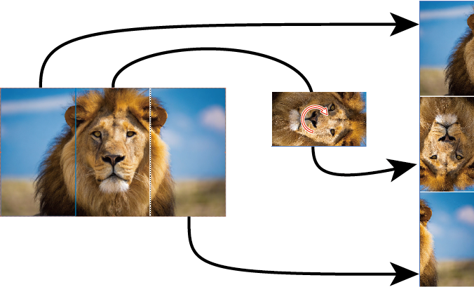 LionSample_